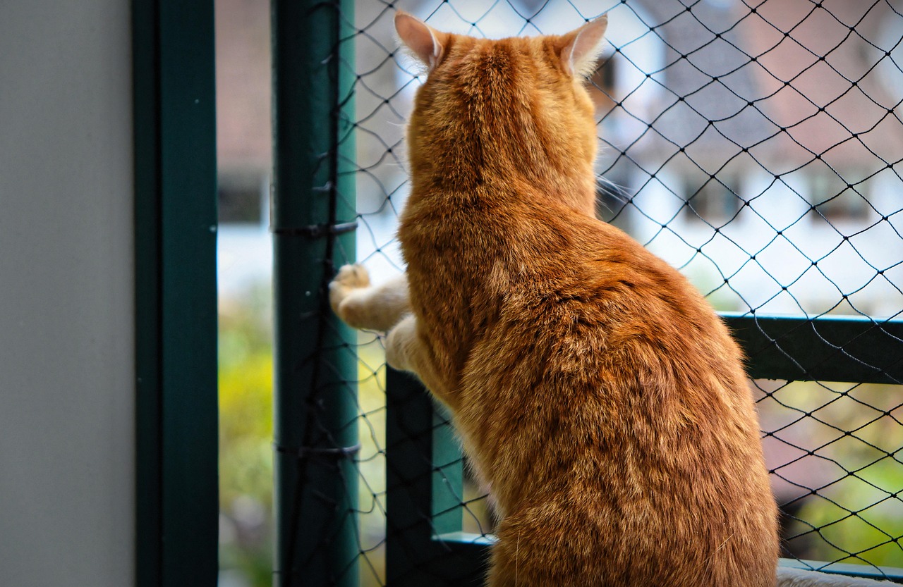 Redes para gatos