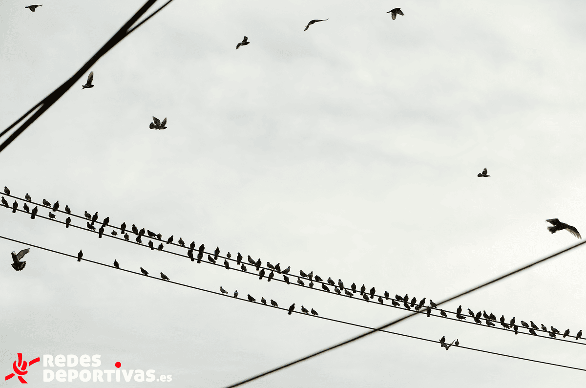 Pájaros en vuelo