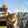 Red de protección de balcón: protege a tu gato