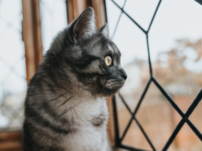 Redes de Protección para Gato: Guía para Mantener a tu Felino Seguro en Casa