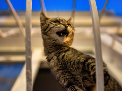 Opiniones de redes de protección anticaídas gatos